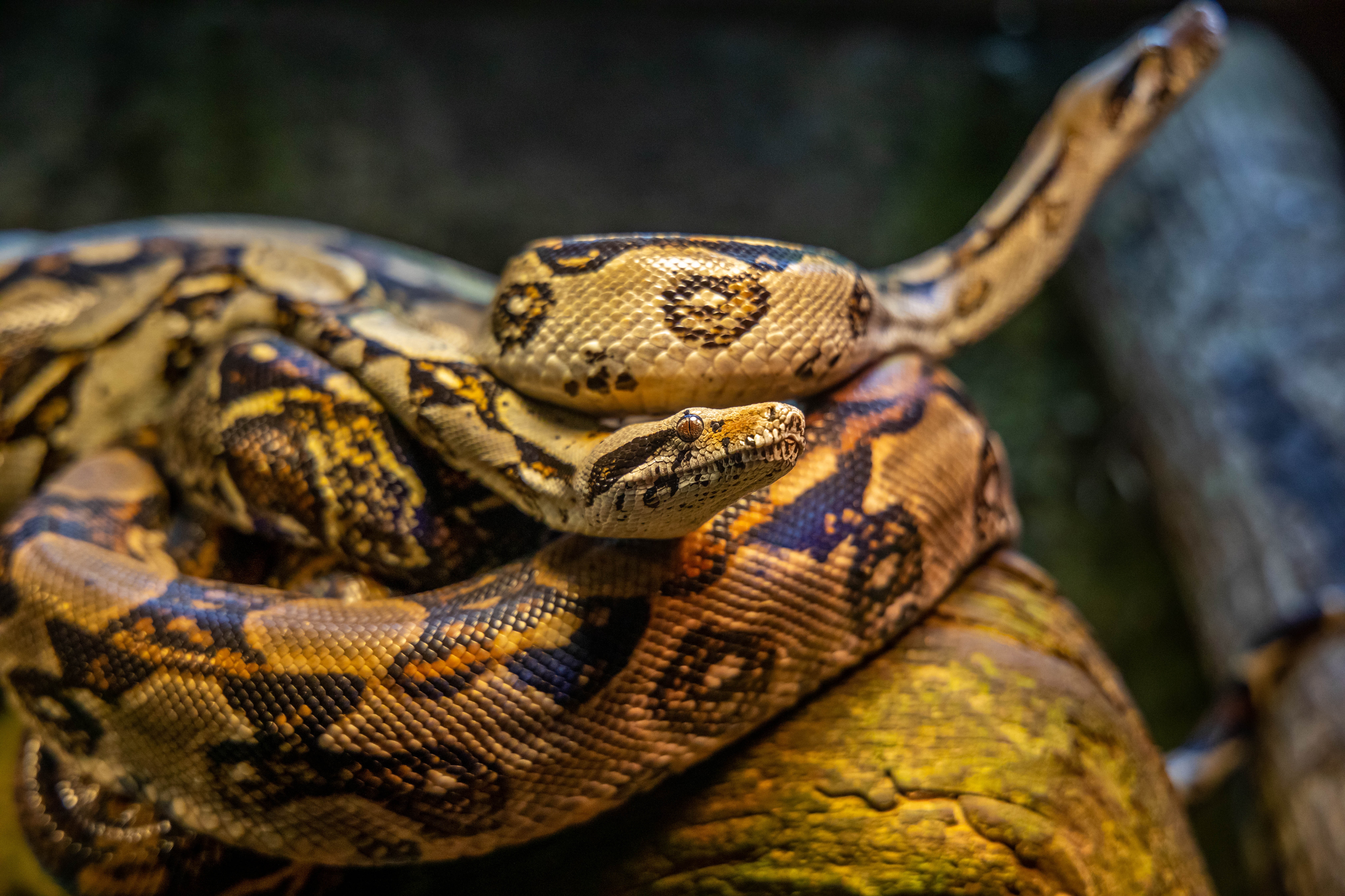 Alguém perdeu uma cobra? Polícia inglesa procura dono de píton de 1,5m