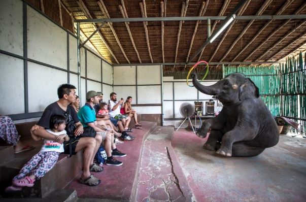 Fotojornalista Aaron Gekoski registra condições de animais em atrações na Tailândia