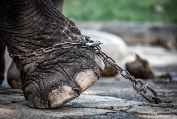 Fotojornalista Aaron Gekoski registra condições de animais em atrações na Tailândia