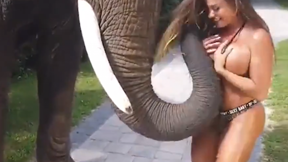 Elefante tenta roubar biquíni de modelo; confira o vídeo – Vírgula