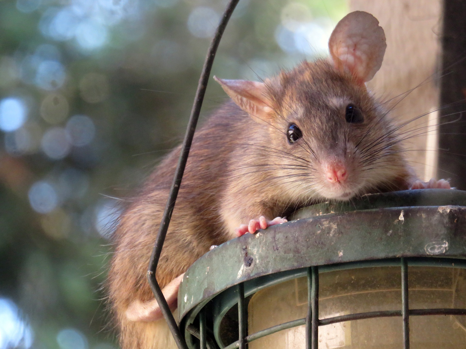 Ratos são flagrados passeando em loja japonesa e deixam marca em apuro