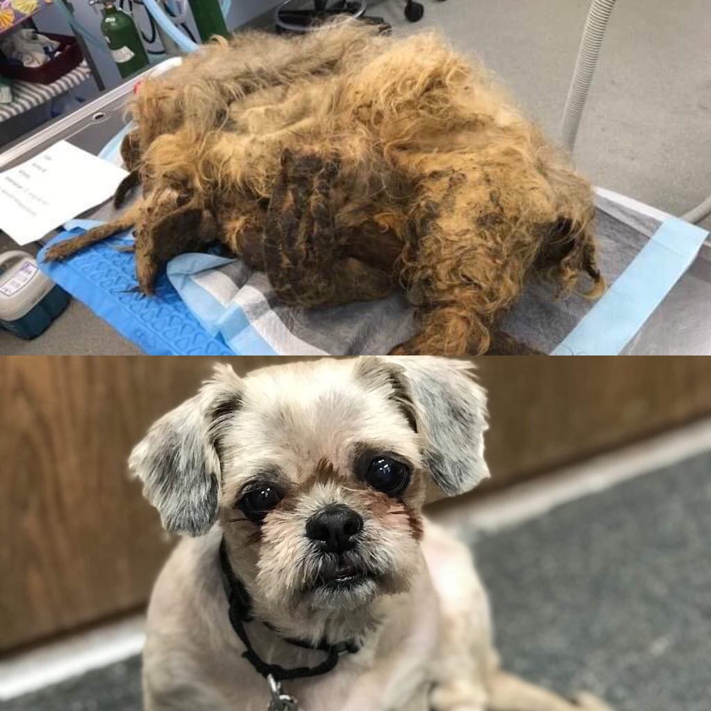 Antes e depois espantoso: pet é resgatado com 4 kg de pelo emaranhado