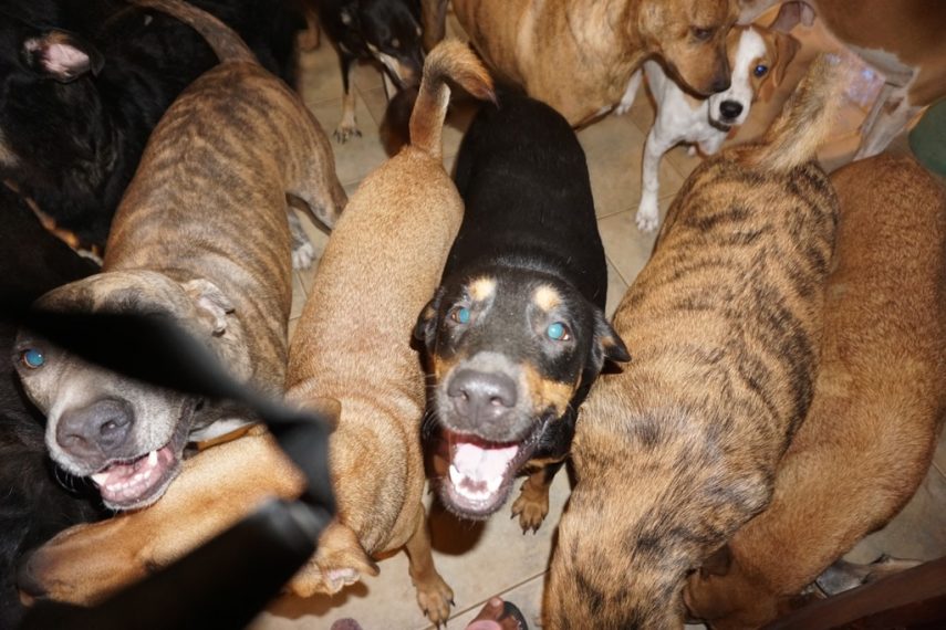 Mulher salva 97 cachorros do furacão Dorian