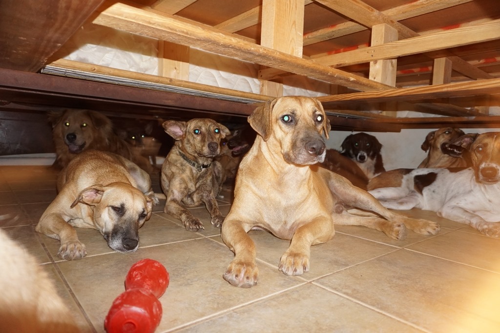Mulher abriga 97 cães em sua casa para protegê-los do furacão Dorian