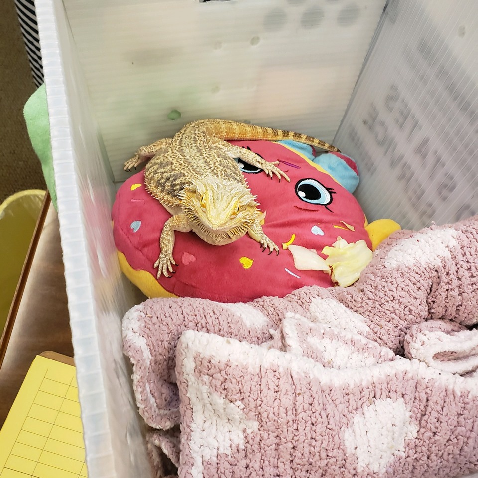 Aluna leva lagarto escondido à escola para não deixá-lo 'triste'
