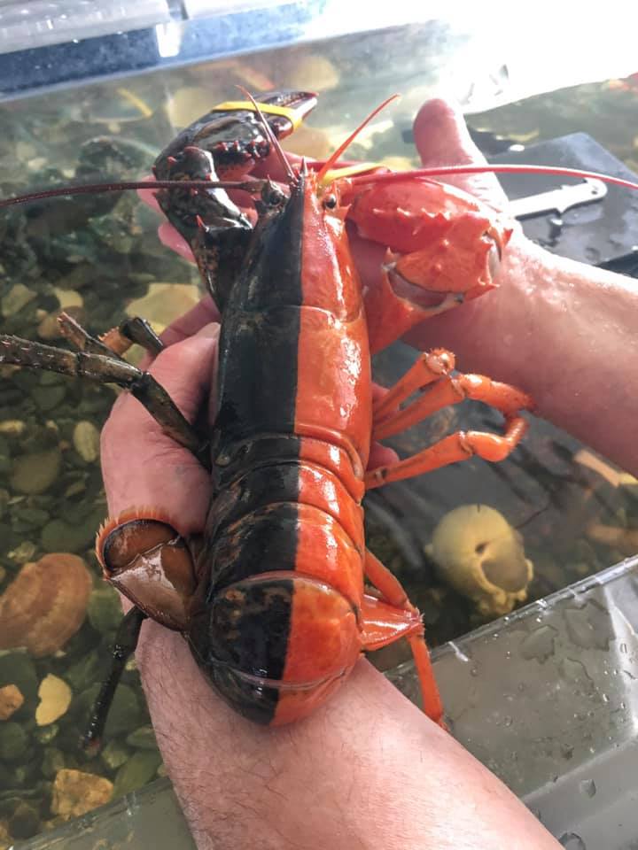 Espécie rara foi encontrada por pescador na costa de Maine. De acordo com a Universidade de Maine, a chance de achá-la é de 1 em 50 milhões!