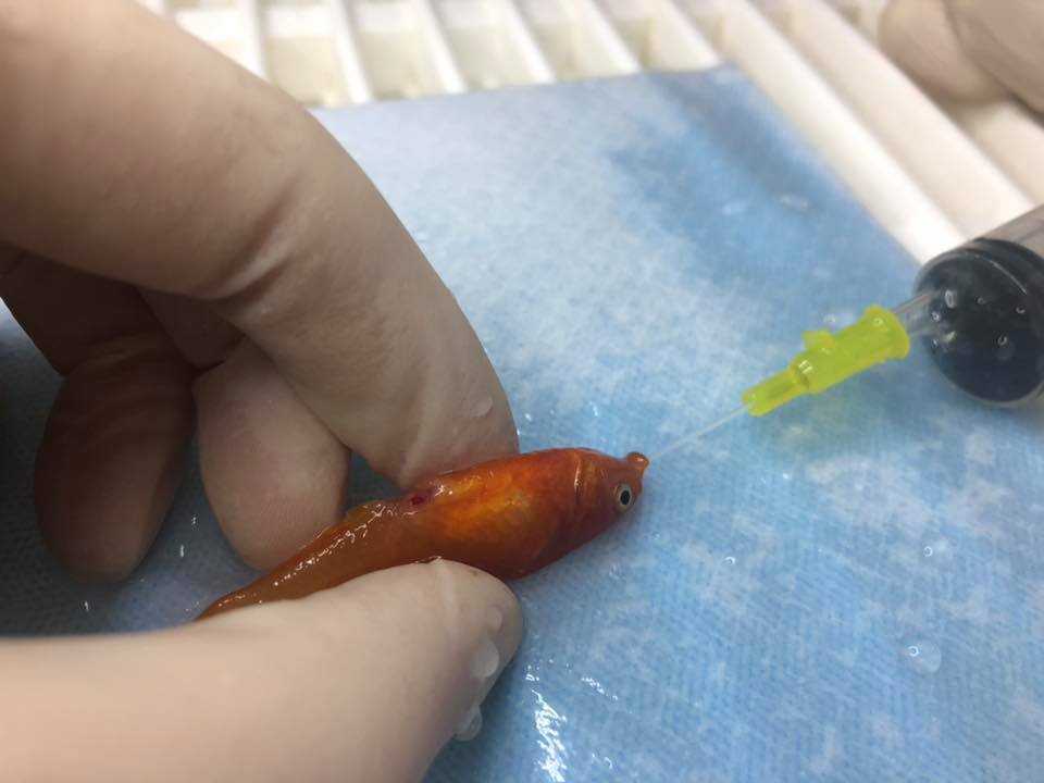 Veterinários realizam cirurgia inusitada em peixe para retirar tumor