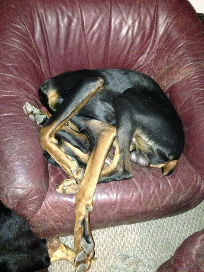 Cachorros exaustos
