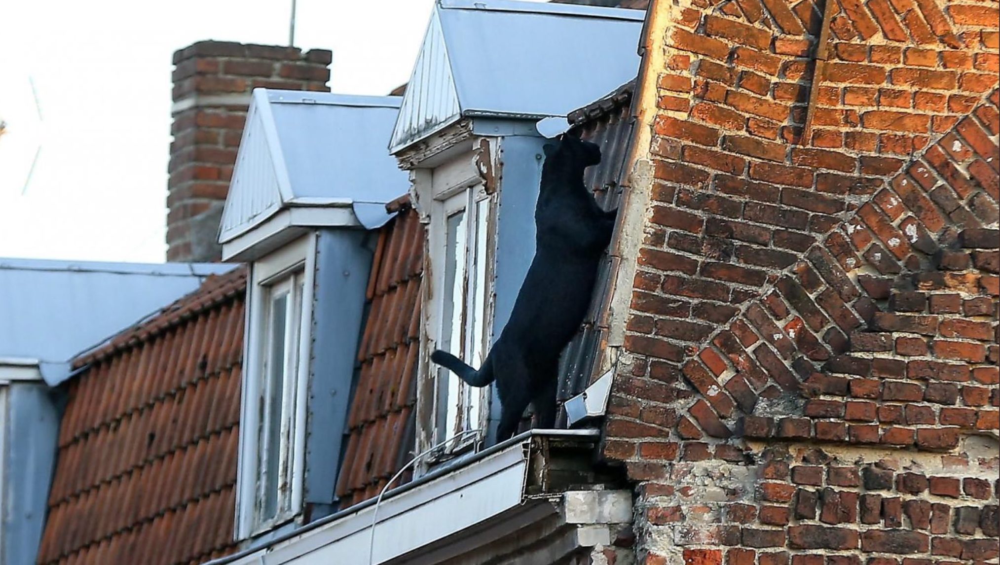 Pantera negra é vista passeando por telhados na França