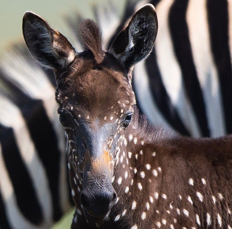 Zebra com pelo marrom e bolinhas é encontrada no Quênia