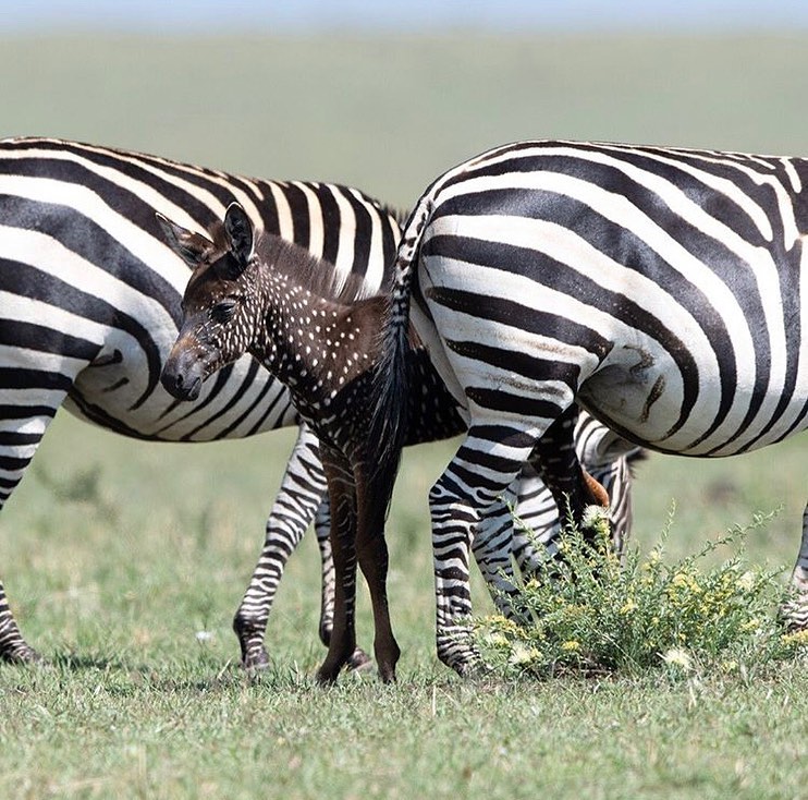 Zebra com pelo marrom e bolinhas é encontrada no Quênia