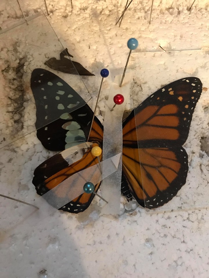 Artista cria asas artificiais para ajudar borboletas a voltarem a voar