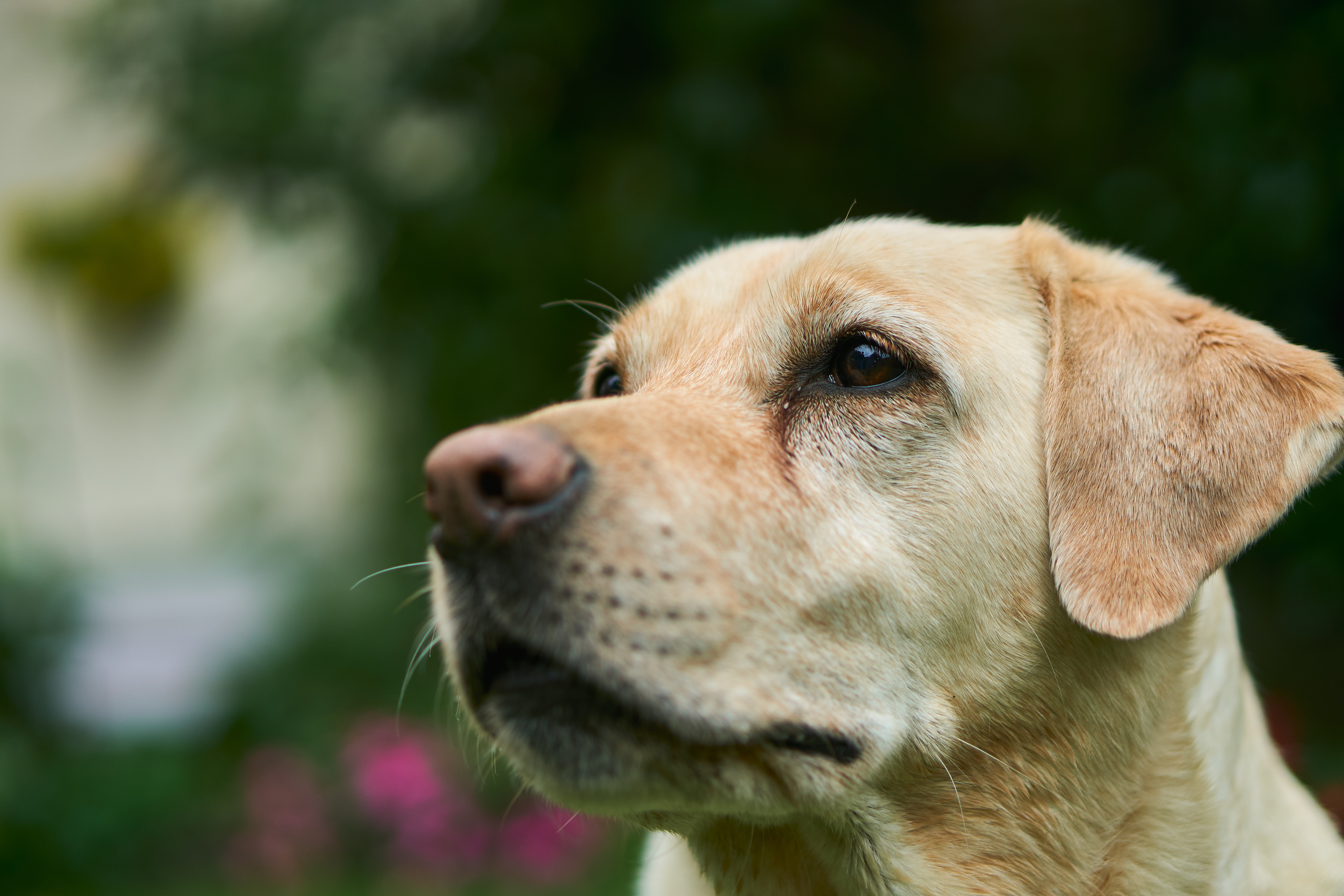 Nos EUA, filhote de cachorro atira acidentalmente na dona