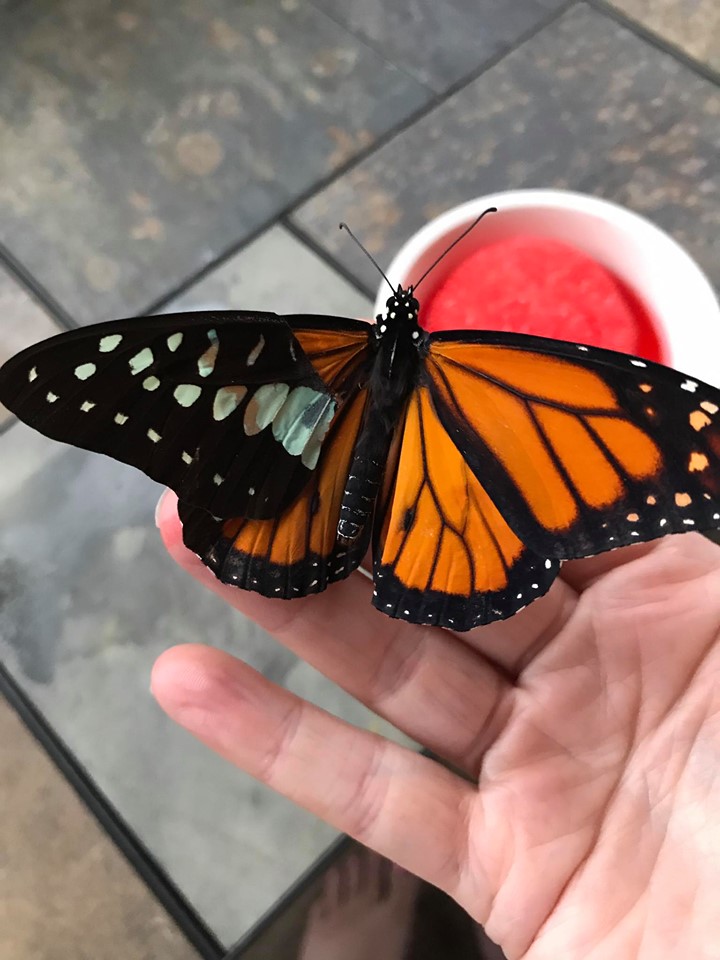 Artista cria asas artificiais para ajudar borboletas a voltarem a voar