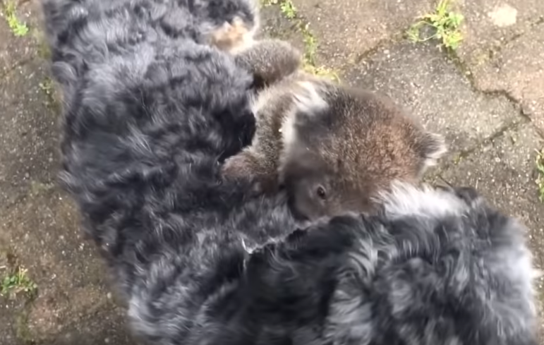 Na Austrália, um filhote de coala perdido confundiu um cachorro com sua mãe e se agarrou em suas costas