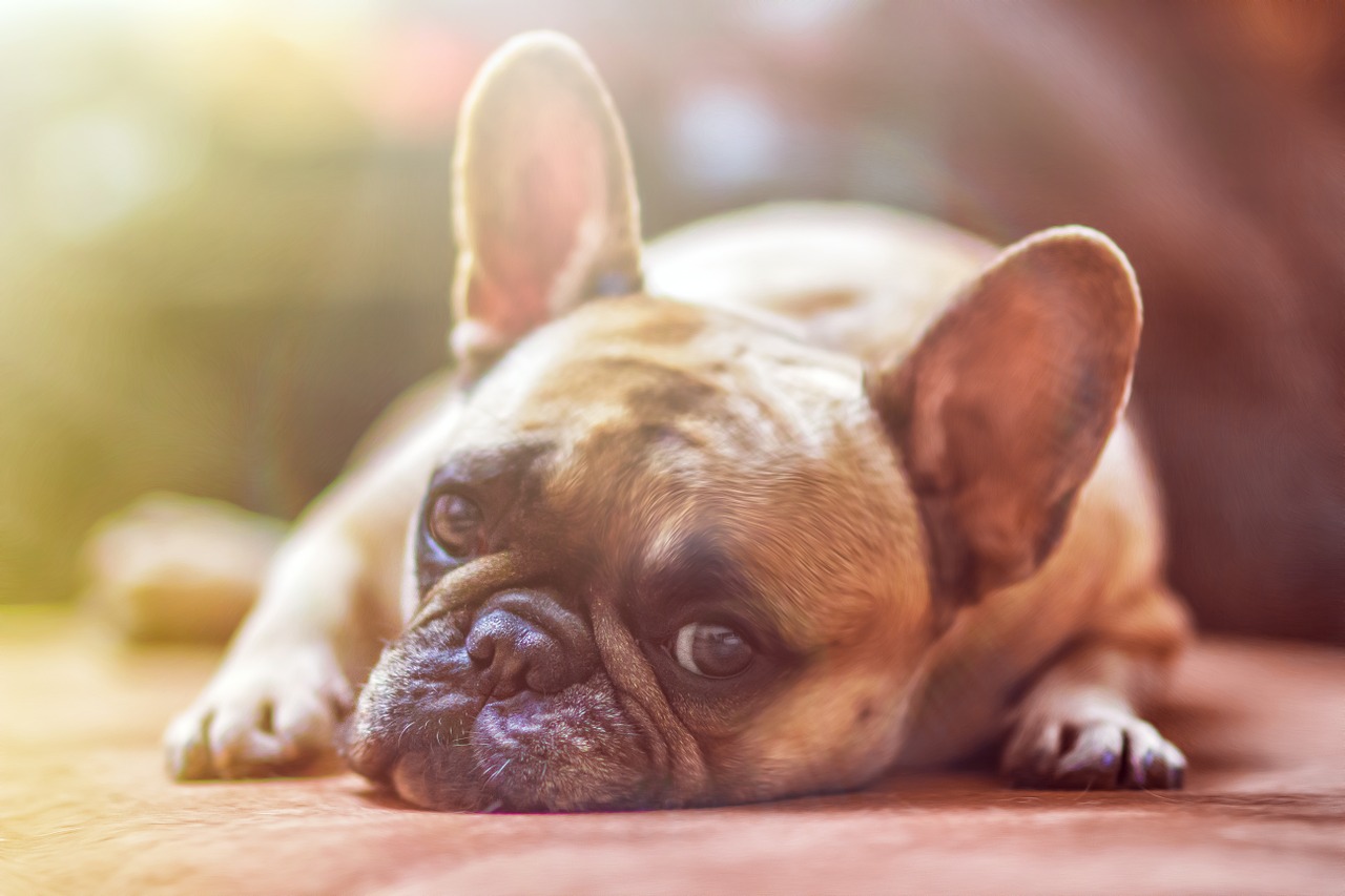 Pets de fumantes podem inalar passivamente mais de 3 mil cigarros por ano