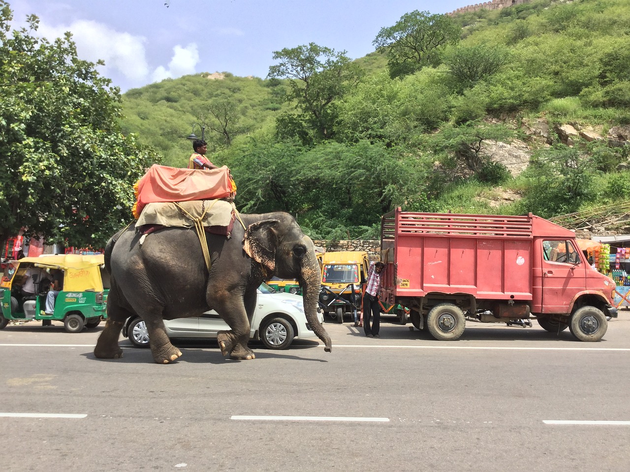 Elefante que transportava turistas morre e suspeita é de exaustão