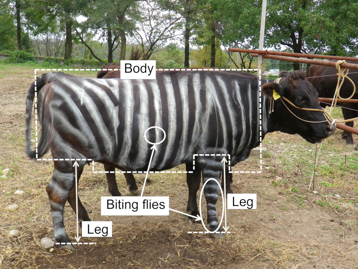 Pintar vacas como zebras possui benefício inusitado, segundo cientistas