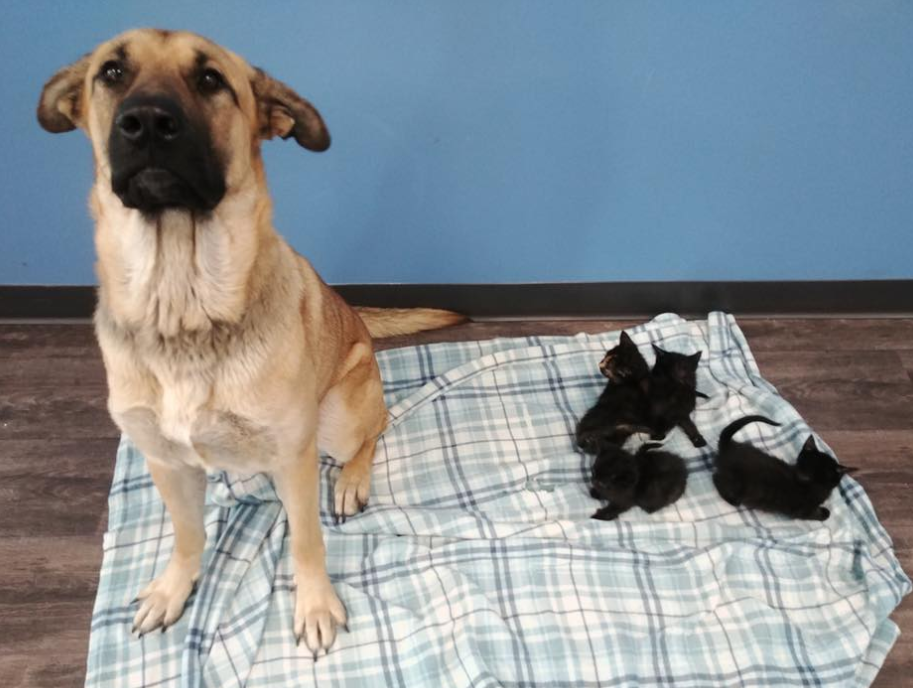 Cadela é encontrada em estrada cuidando de cinco filhotes de gatos