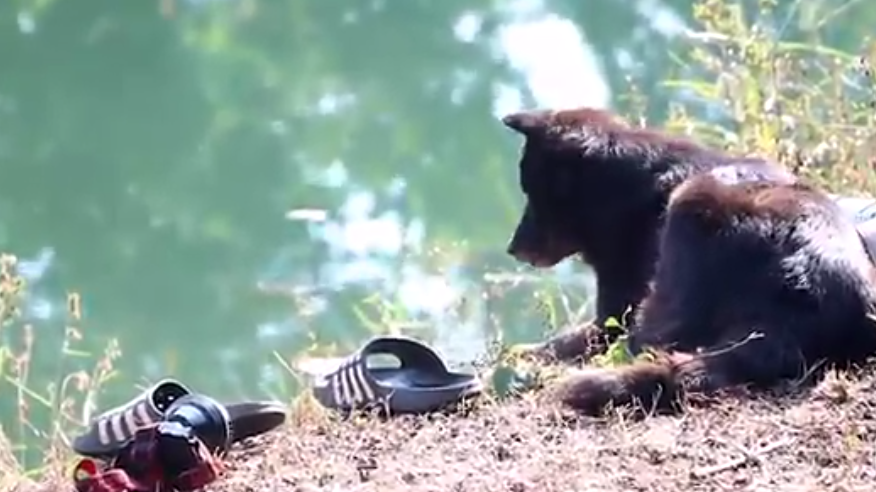 Após dono se afogar, cão espera na beira de lago até resgate chegar