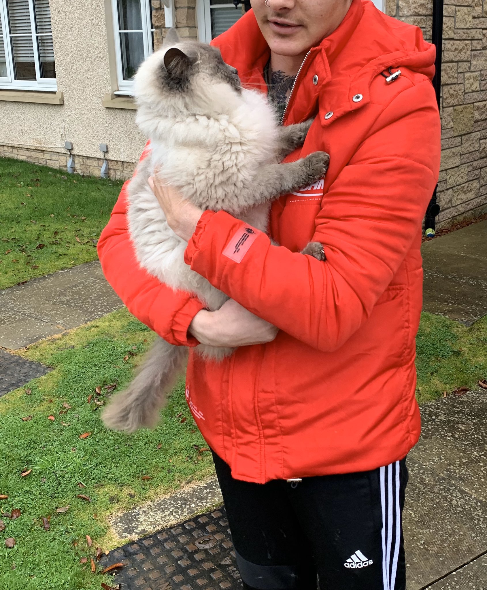 Ao encontrar e 'resgatar' gato perdido, casal rouba pet de outra pessoa