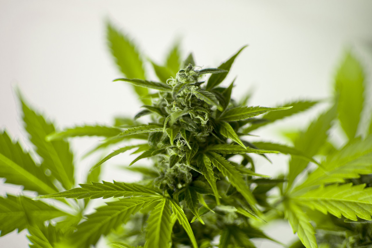 Site oferece US$ 3 mil mensais para testarem produtos à base de maconha
