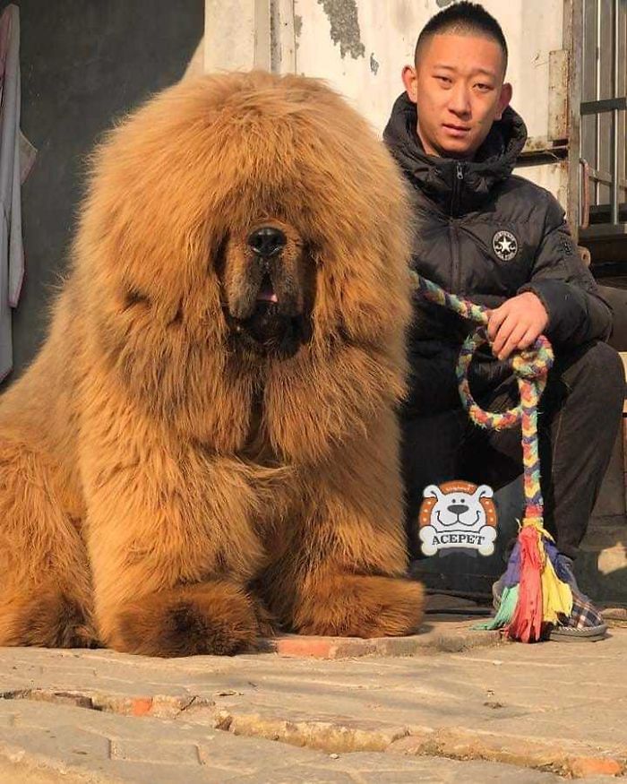 Estas fotos mostram que o mastim tibetano é o gigante mais fofo que existe
