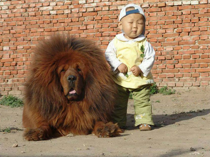 Estas fotos mostram que o mastim tibetano é o gigante mais fofo que existe