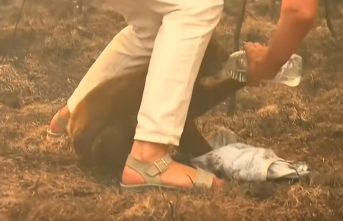 Mulher resgata coala de incêndio florestal