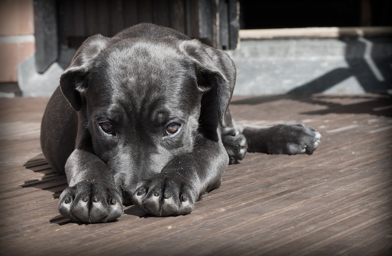 Educar cães com gritos ameaça o bem-estar dos pets, aponta estudo