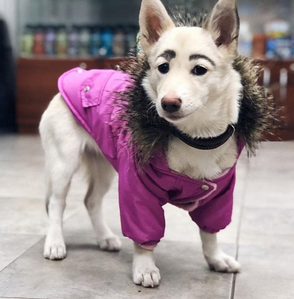 Betty, a cadelinha com sobrancelhas únicas