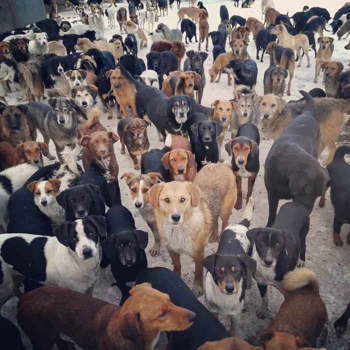 Abrigo na Sérvia tem 750 cães