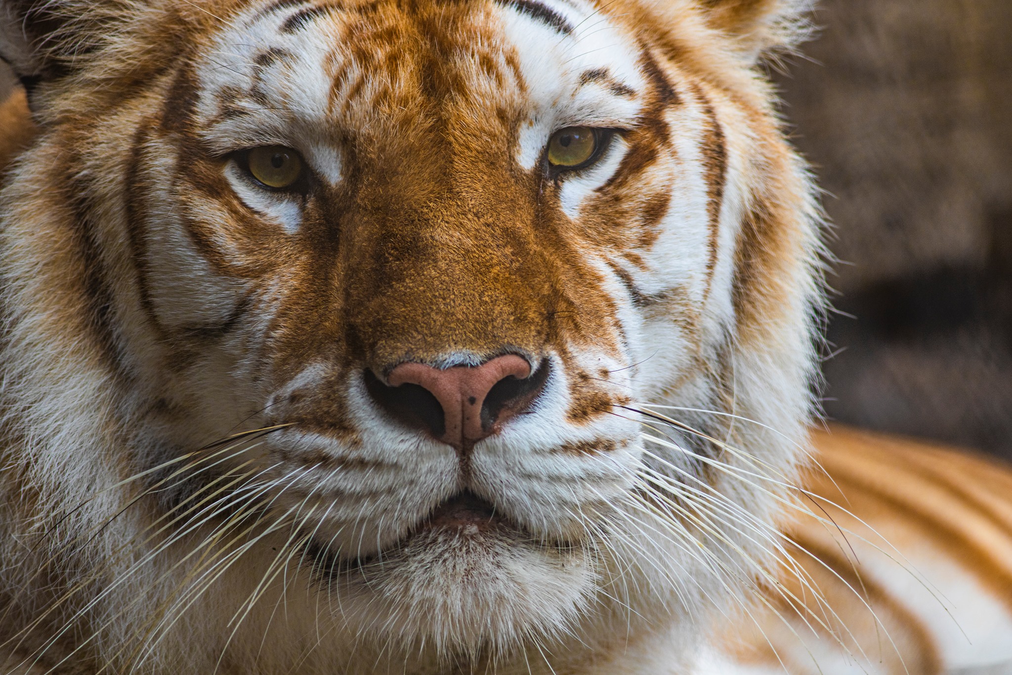 Tigre do parque Busch Gardens morre após briga 'atípica' com irmão