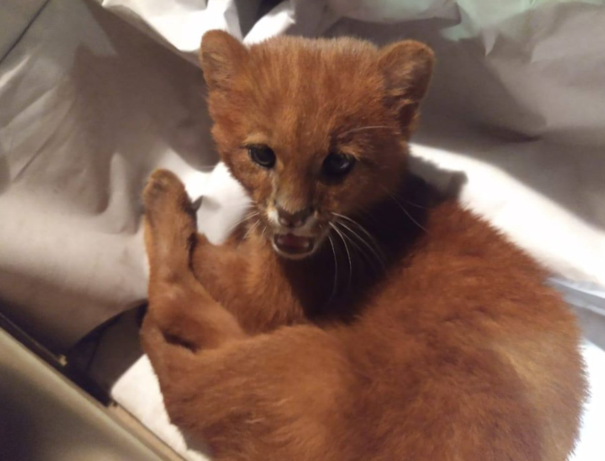 Tito, como foi chamado o puma de três meses, foi encontrado junto ao corpo de sua mãe pela estudante argentina Florencia Lobo. Por achar que era um gato doméstico, ela o adotou. A jovem só descobriu a real 'identidade' do felino após uma consulta veterinária.