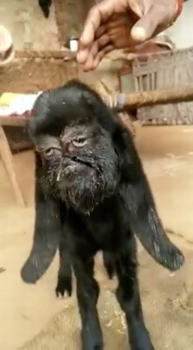 Cabra com 'rosto humano' é glorificada na Índia