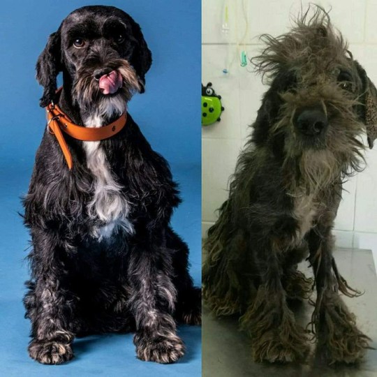 Confira o antes e depois desses cães resgatados pelo chileno David Fernández