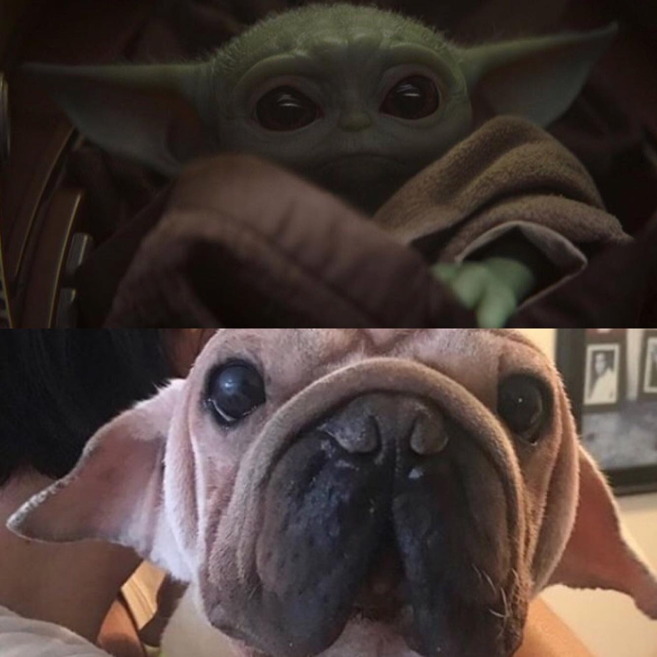 Baby Yoda, é você? A web encontrou um cãozinho parecido com o personagem