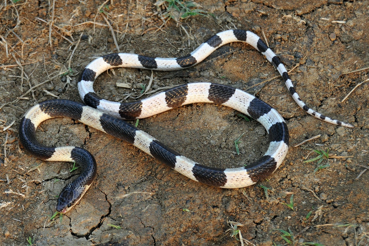 Após andar 11 KM de moto, homem encontra cobra venenosa em seu capacete