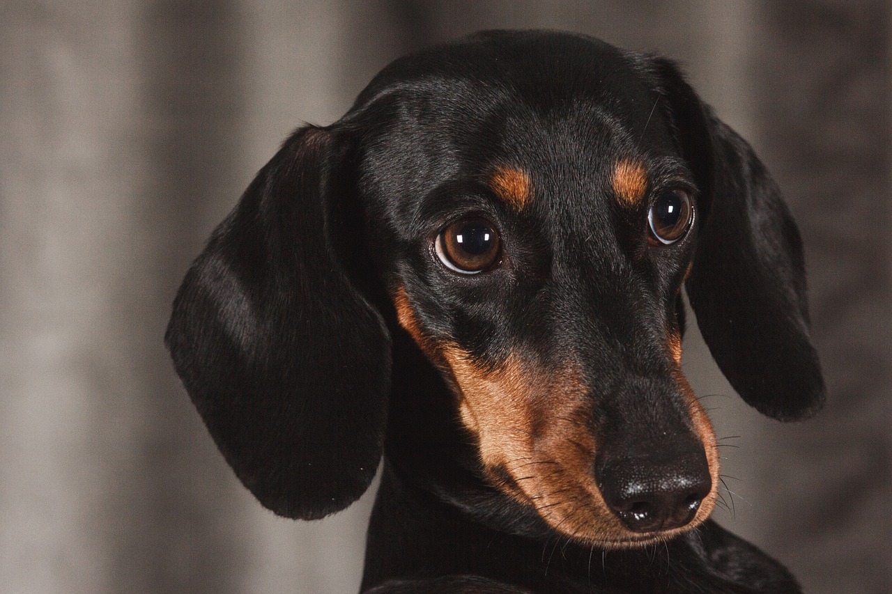 Cão foge, pega ônibus sozinho e viaja por 18 KM até a praia