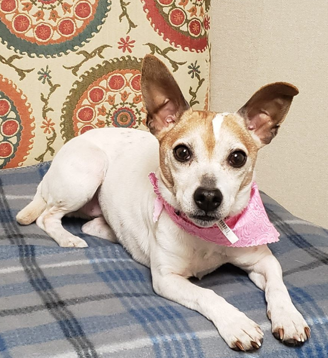 Em hotel dos EUA, hóspedes dividem o quarto com cães que podem ser adotados