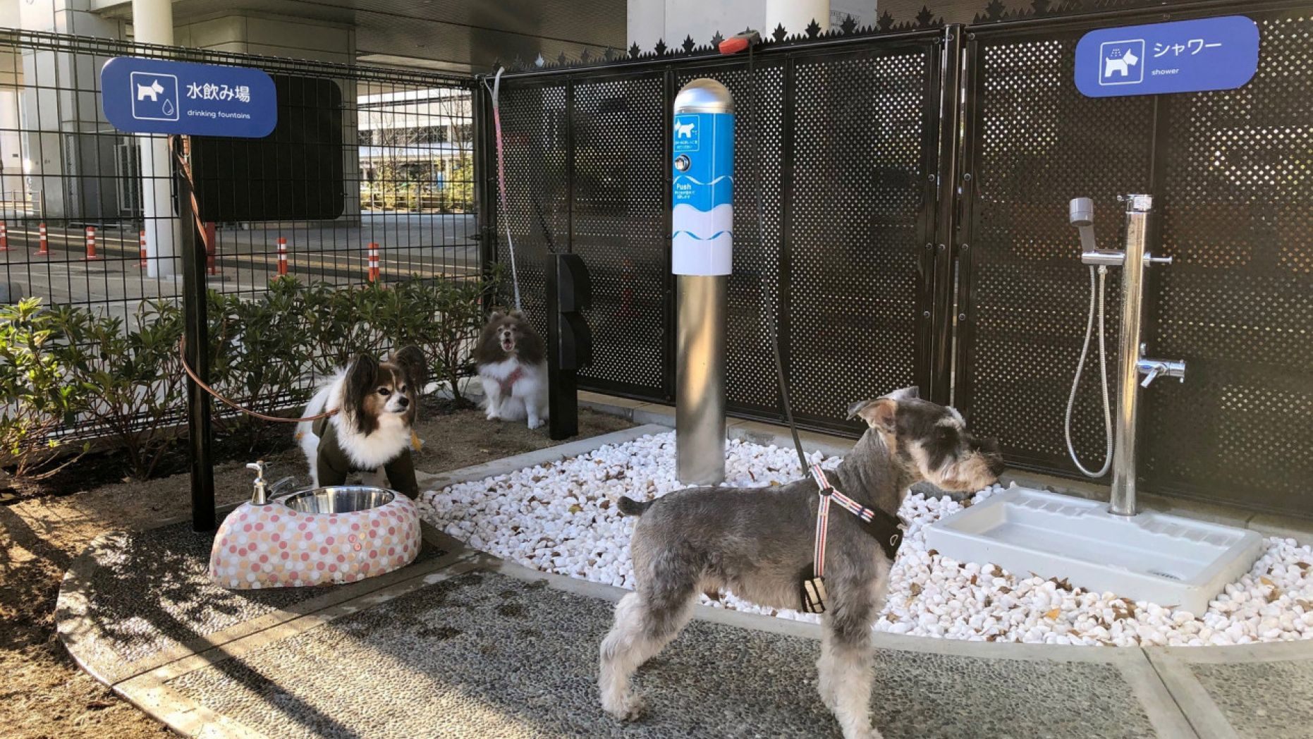 Cachorros têm um banheiro próprio neste aeroporto do Japão