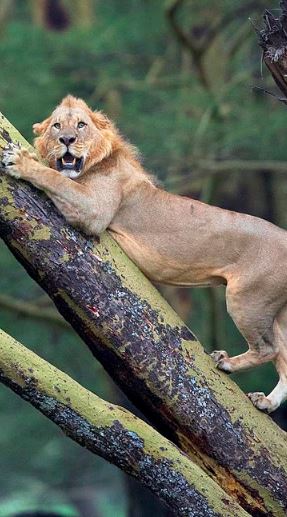 Leão sobe em árvore ao fugir de mais de 100 búfalos