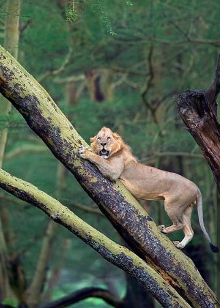 Leão sobe em árvore ao fugir de mais de 100 búfalos