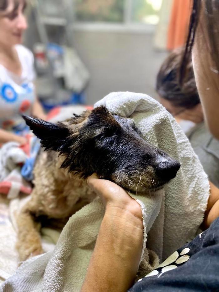 Cachorrinha é encontrada totalmente coberta por piche e salva por voluntários