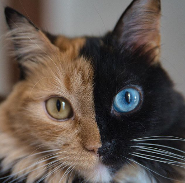  Felino com quimerismo, mutação genética responsável por visual distinto, está fazendo sucesso no Instagram