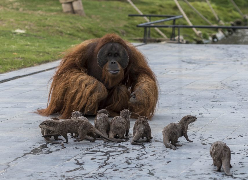 As duas famílias vivem juntas no zoológico Pairi Daiza