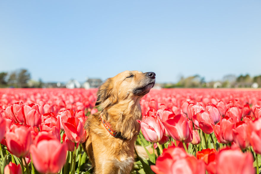 Cão resgatado encanta web ao aproveitar cada momento em campos de flores