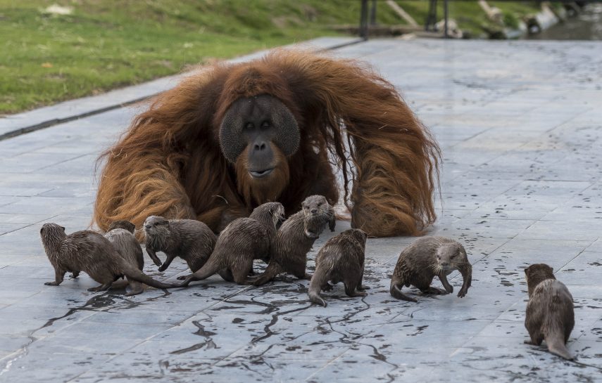 As duas famílias vivem juntas no zoológico Pairi Daiza