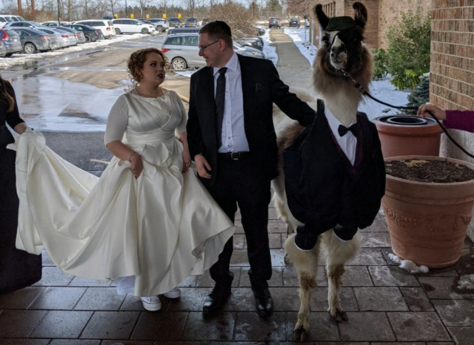Homem viraliza ao levar lhama vestida de smoking ao casamento da irmã