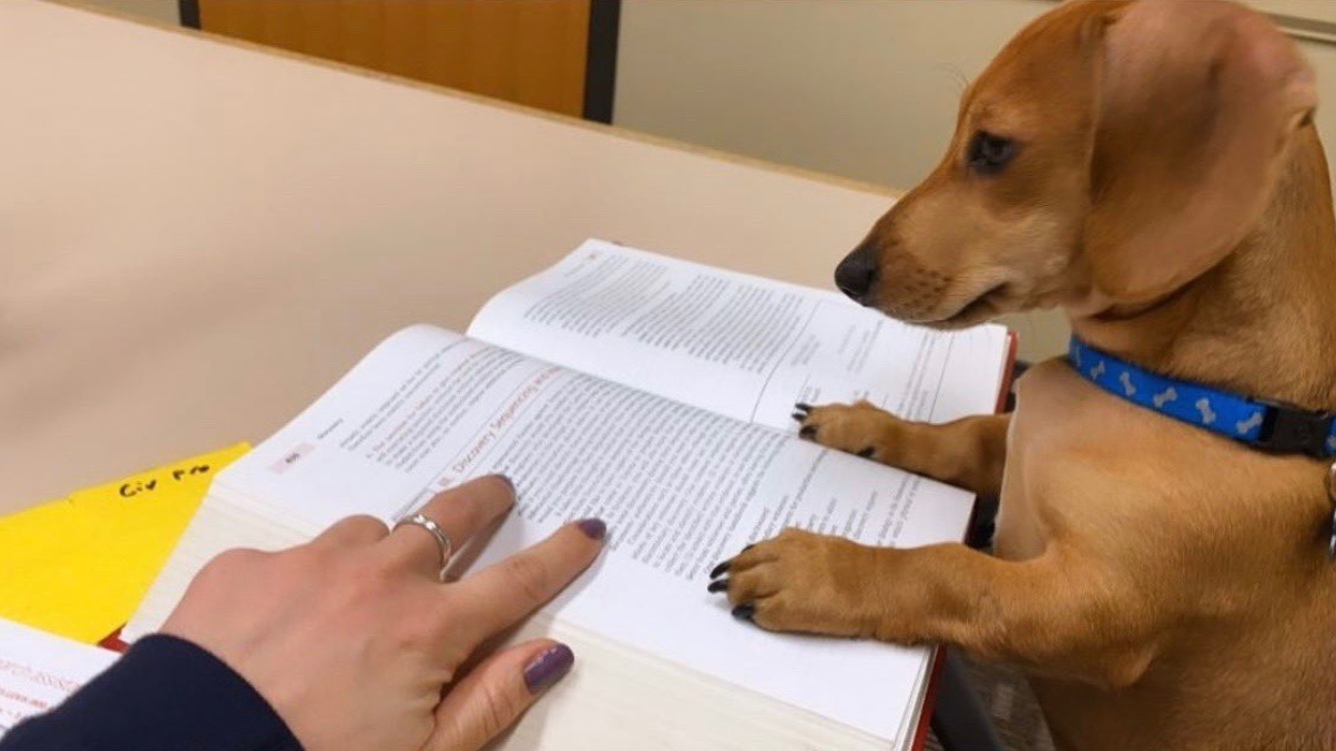 Fotos de pets 'estudando' irão melhorar sua quarentena